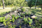 Butterfly garden at Van Buren Park